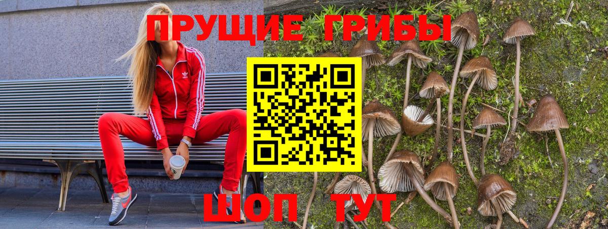 Борисоглебск  Псилоцибиновые грибы Psilocybine cubensis  Вход с VPN 